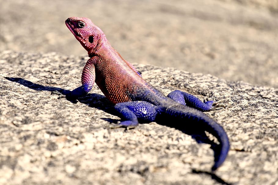 purple and red lizard on ground, animal, animal themes, one animal HD wallpaper