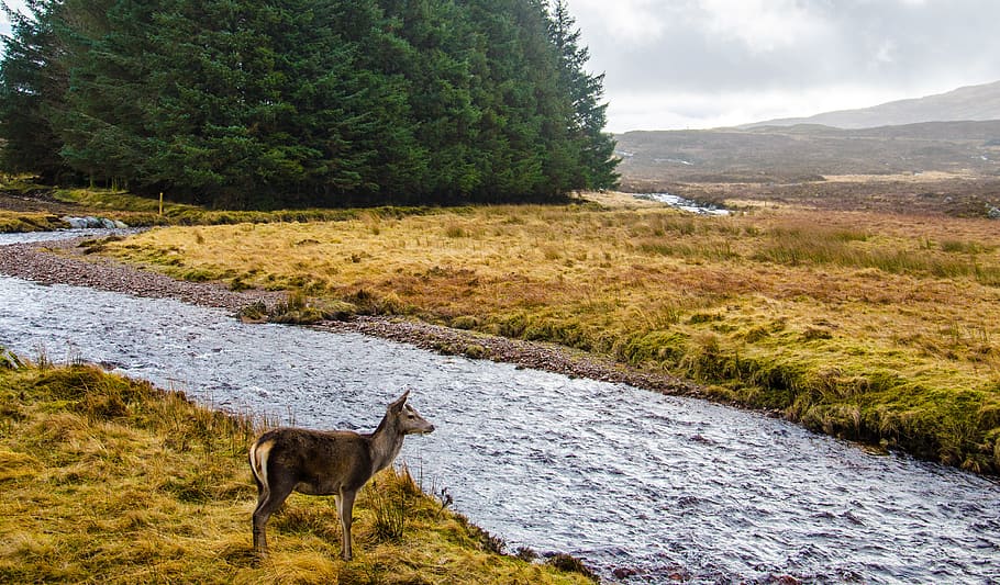Deer Standing in Front of River, daylight, fall, flowing, grass HD wallpaper