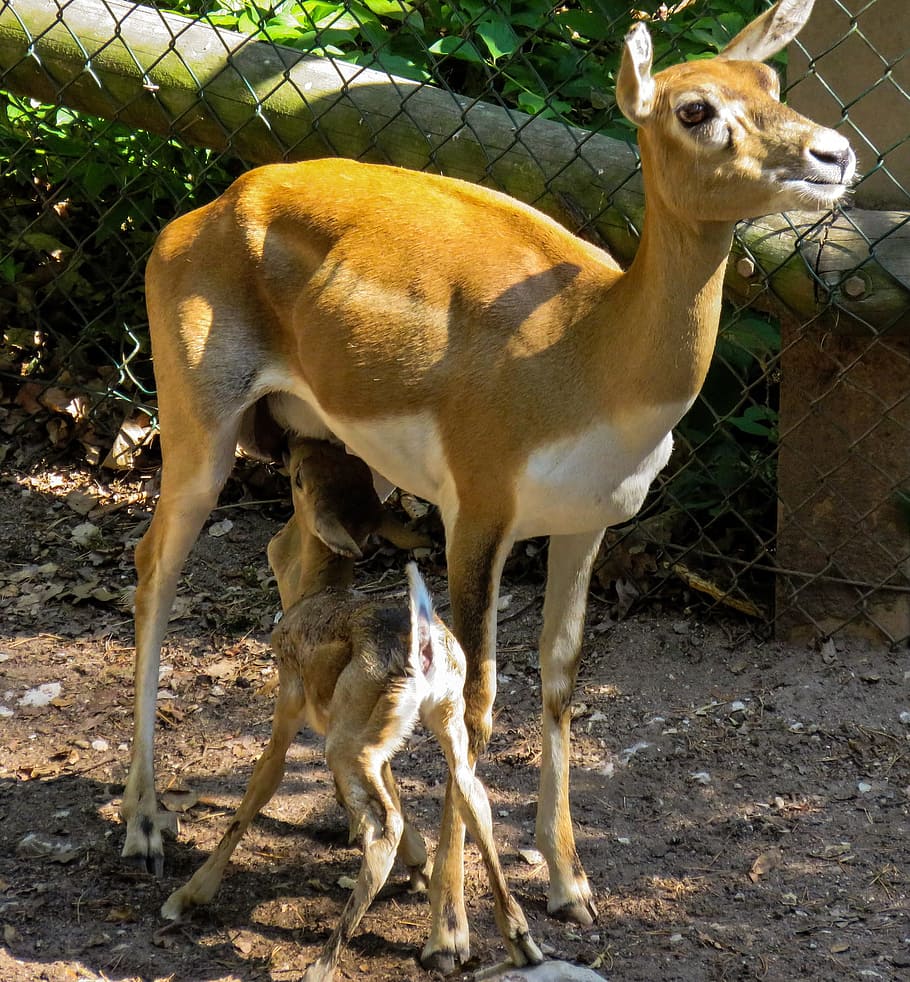 deer, roe, animal, wild, nature, jungle, zoo, park, animal themes HD wallpaper