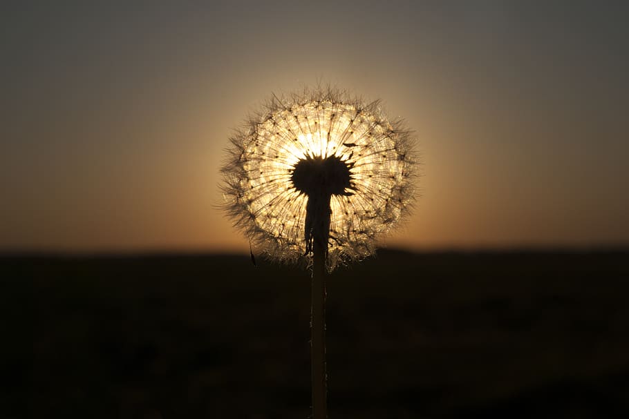 plant, blossom, flower, dandelion, fungus, sun, photo, photography HD wallpaper