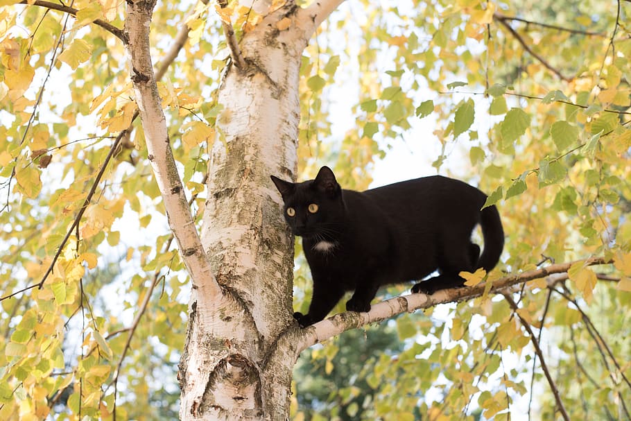 kitten, cat, black cat, wood, nature, outdoors, animal, he is climbing up a tree, HD wallpaper