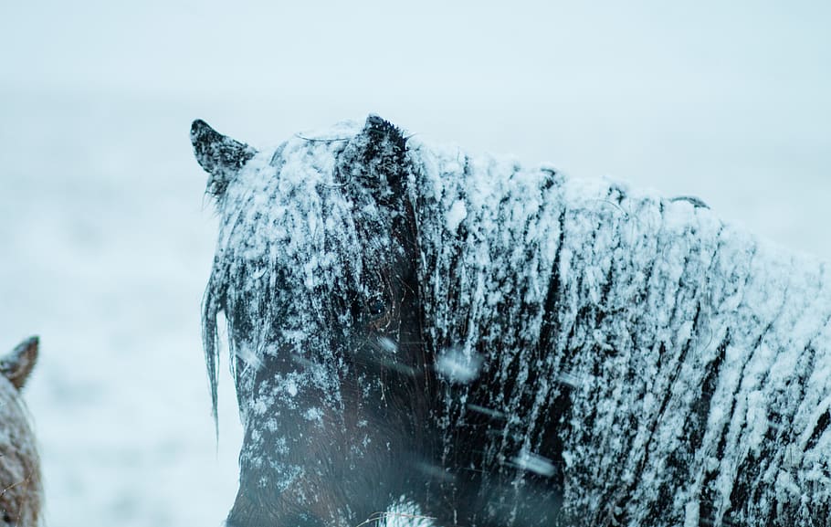 brown horse, nature, outdoors, ice, snow, winter, mammal, animal HD wallpaper