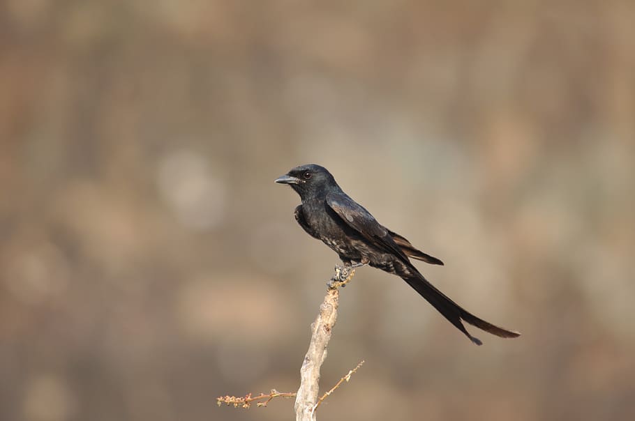 india, pune, bird, black, one animal, animal themes, vertebrate HD wallpaper