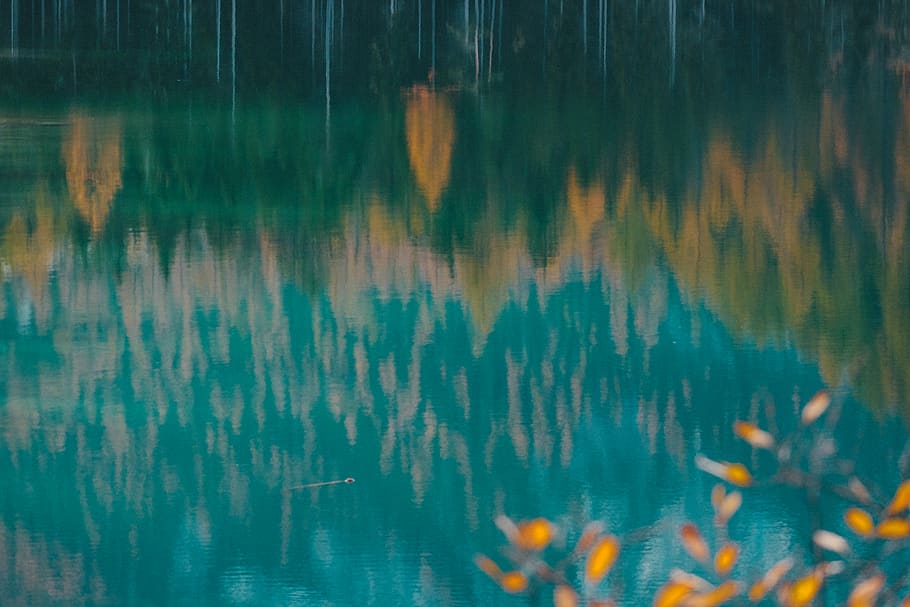 lake in forest, italy, pragser wildsee, plant, grass, flora, tree HD wallpaper