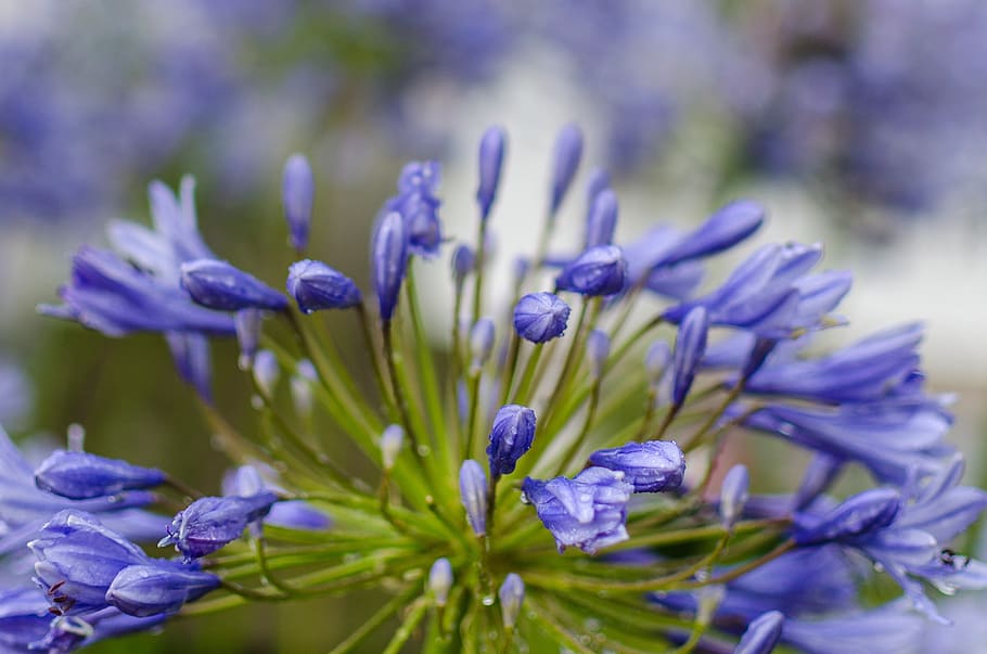 flower, flowering plant, beauty in nature, purple, freshness HD wallpaper