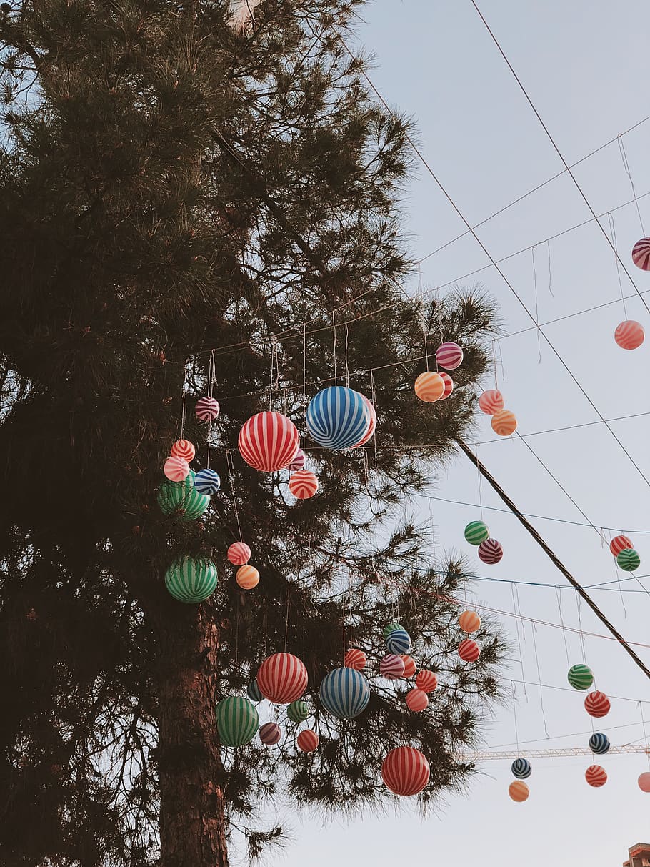 paper lanterns decorations by tree, plant, nature, celebration HD wallpaper