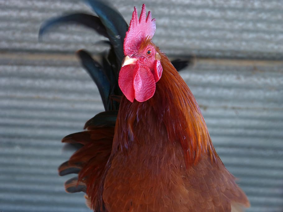 gallo, crest, poultry, farm, plumage, bird, livestock, domestic animals HD wallpaper