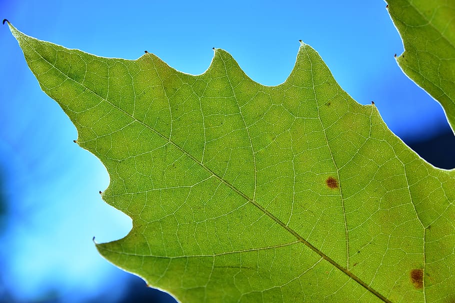 leaf, autumn, maple leaf, coloring, structure, texture, close up HD wallpaper