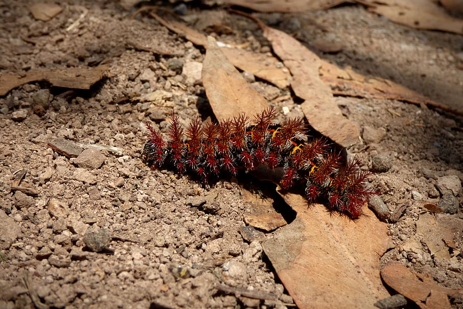 caterpillar, bug, insect, nature, ground, animals in the wild HD wallpaper
