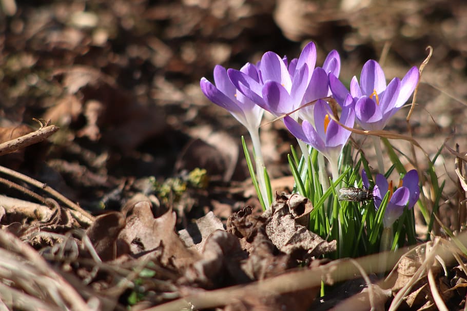 spring, flower, fly, blossom, bloom, nature, macro, close up HD wallpaper