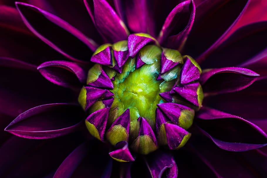 Macro Photography of Purple Dahlia Flower, beautiful, bloom, blooming HD wallpaper
