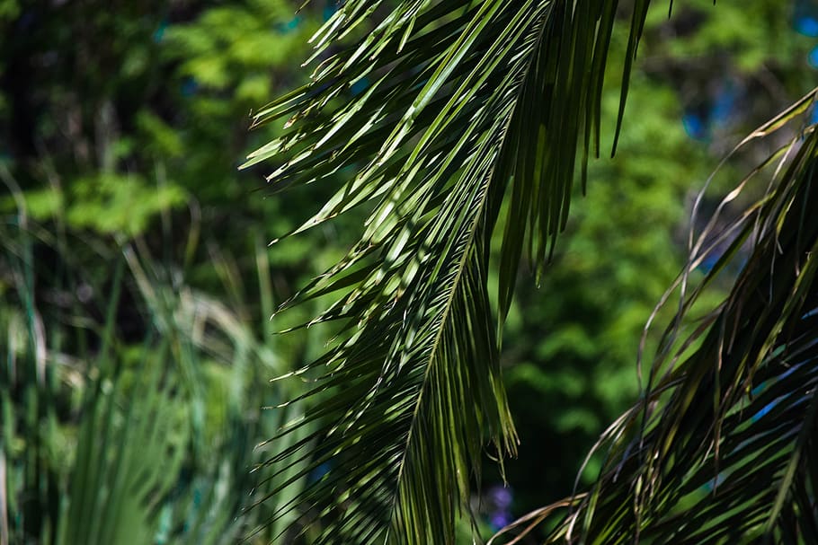 trees, palm, palm trees, green, nature, desert, summer, photography HD wallpaper