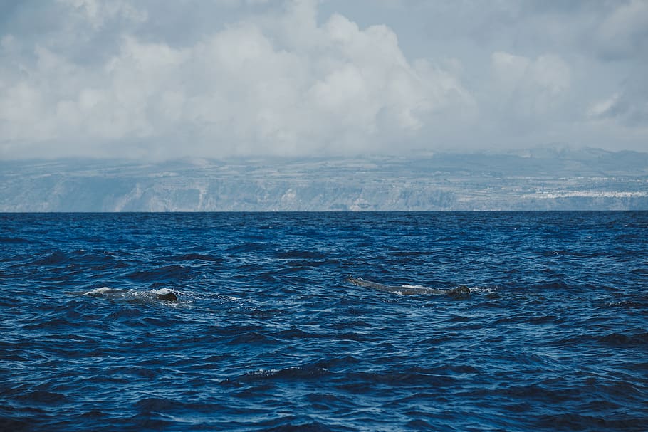 atlantic ocean, sea, water, animal, mammal, swimming, animal themes HD wallpaper