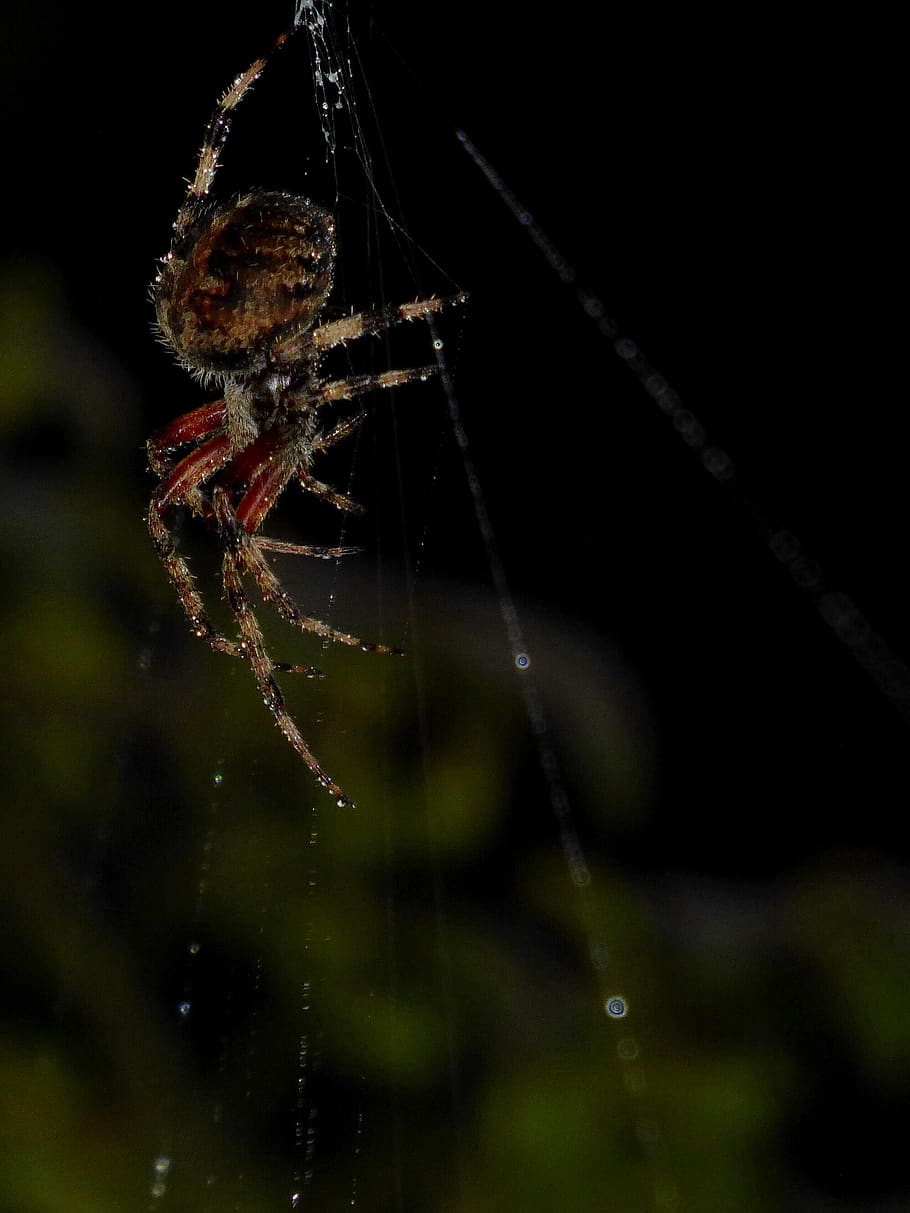spider, web, dew, evening, dark, invertebrate, animals in the wild HD wallpaper
