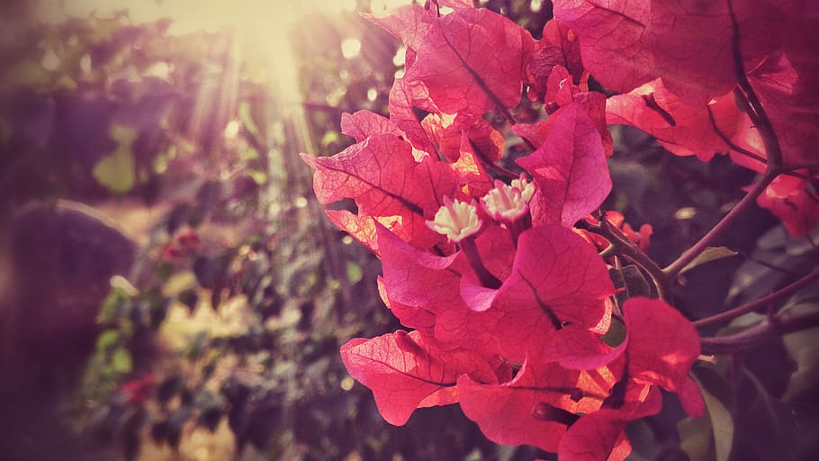 plant, beauty in nature, growth, close-up, flower, vulnerability HD wallpaper