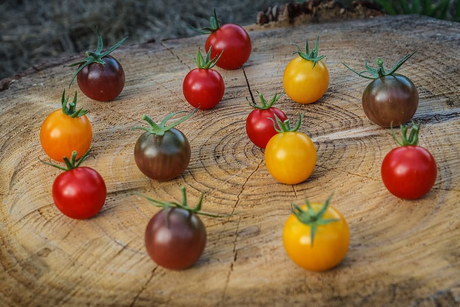 tomato, red, orange, black, wood, tree, fruit, healthy eating HD wallpaper