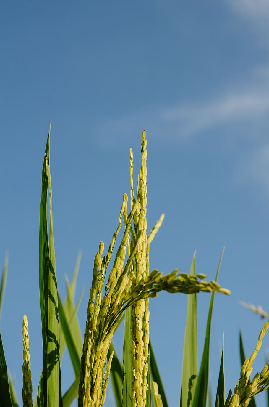 plant, growth, sky, agriculture, crop, nature, day, cereal plant HD wallpaper