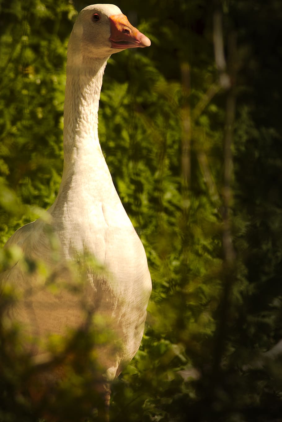 bird, animal themes, vertebrate, animals in the wild, animal wildlife HD wallpaper