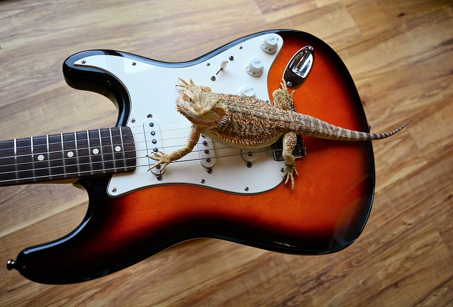 guitar, electric, lizard, dragon, claws, sharp, fender, strat, HD wallpaper