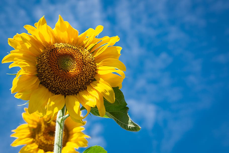 Sunflowers Under Blue Sky, bloom, blossom, desktop backgrounds, HD wallpaper