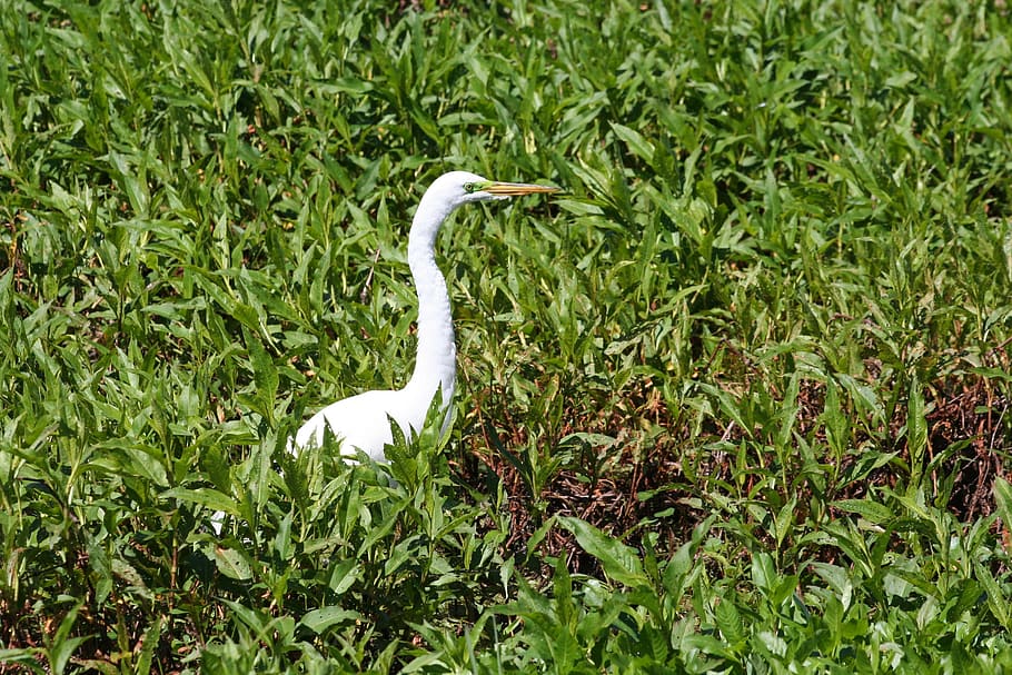 bird, white, swamp, florida, nature, circle b, reserve, one animal HD wallpaper