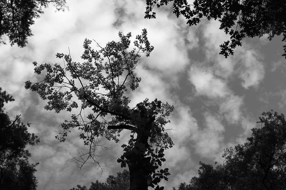 netherlands, holten, tree, plant, cloud - sky, low angle view HD wallpaper