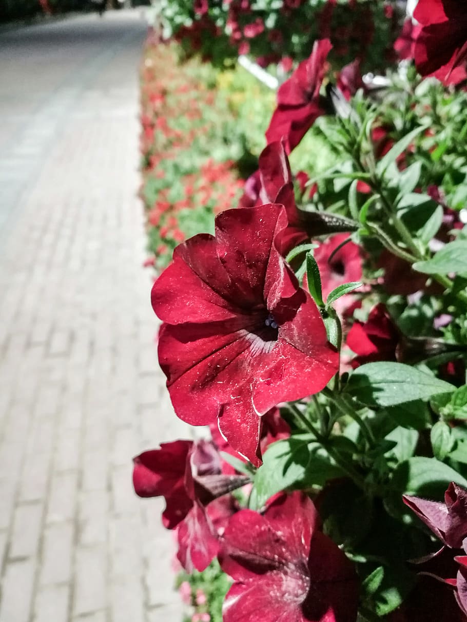 united arab emirates, dubai, plant, flowering plant, beauty in nature HD wallpaper