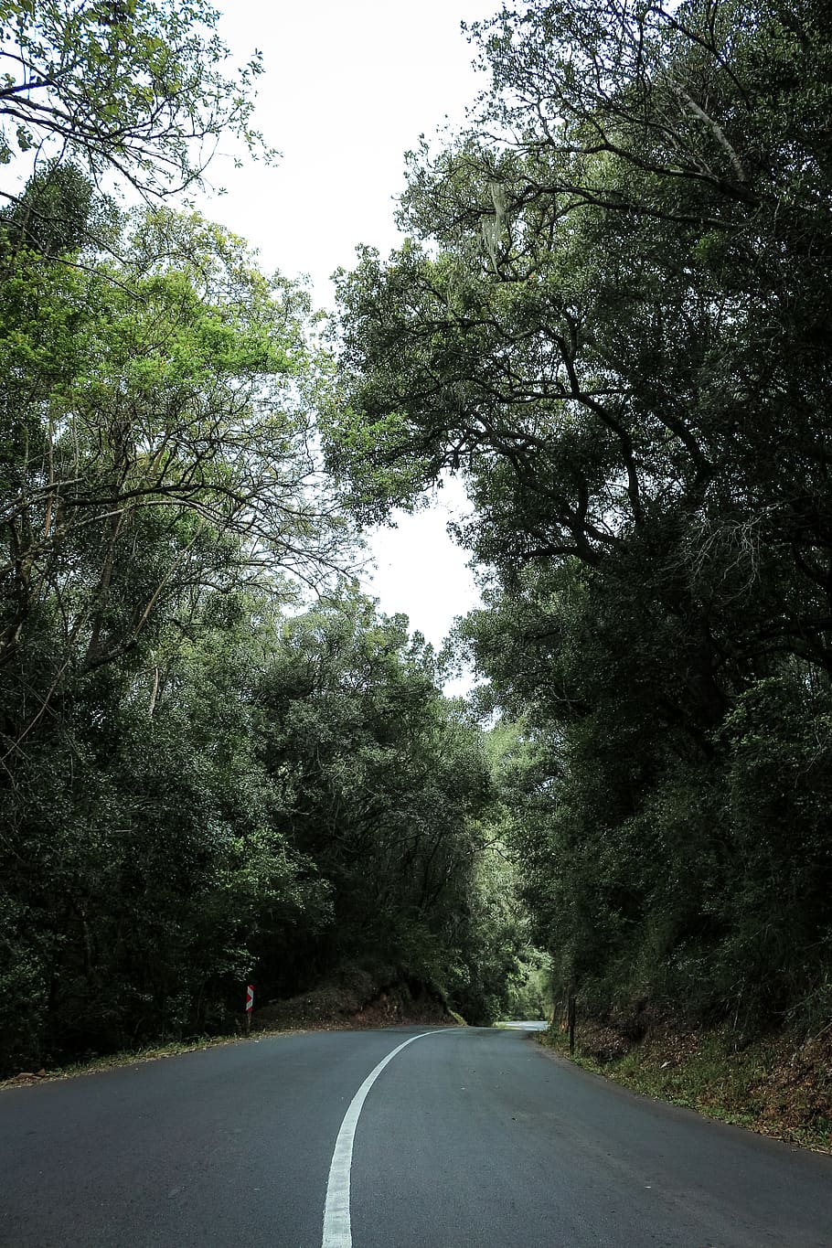 Asphalt Road, trees, plant, direction, the way forward, transportation HD wallpaper