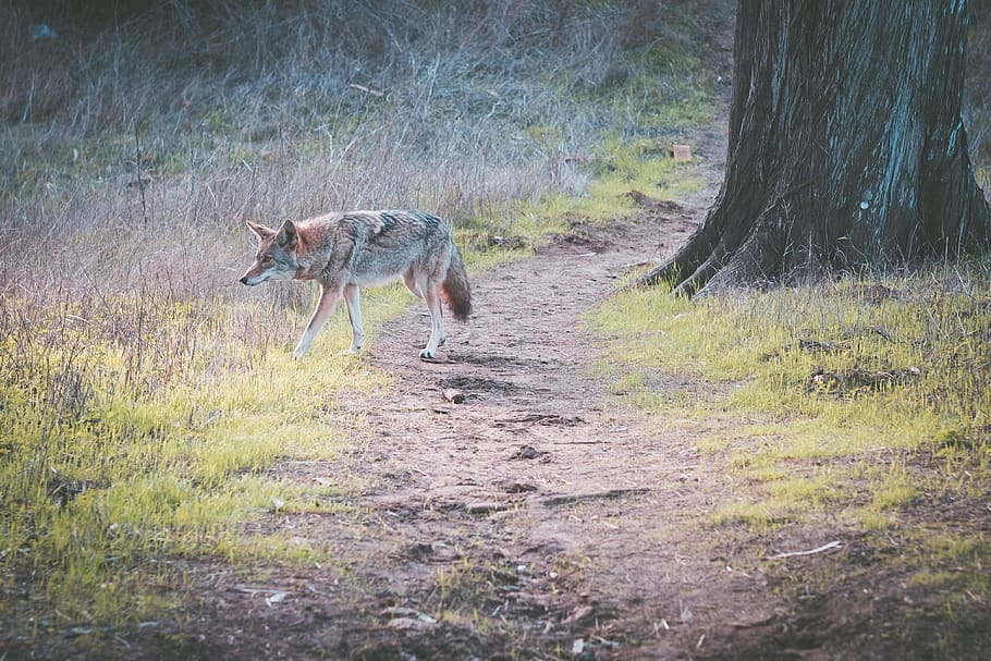 brown wolf beside tree, mammal, san francisco, ca, united states HD wallpaper