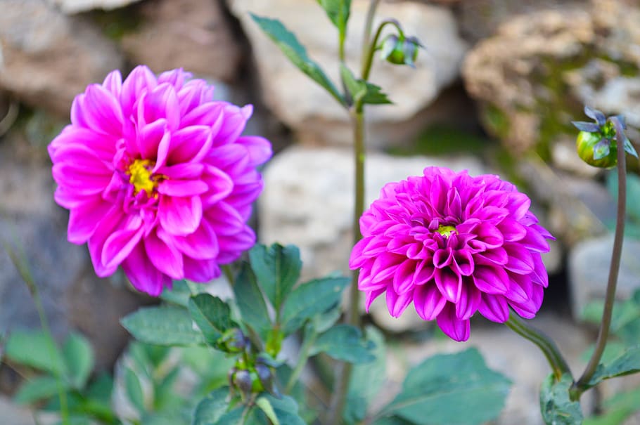 peru, puno, flower, violet, color, andean, flowering plant HD wallpaper