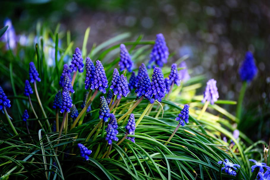 grape hyacinth, spring, spring flower, garden, garden plant, HD wallpaper