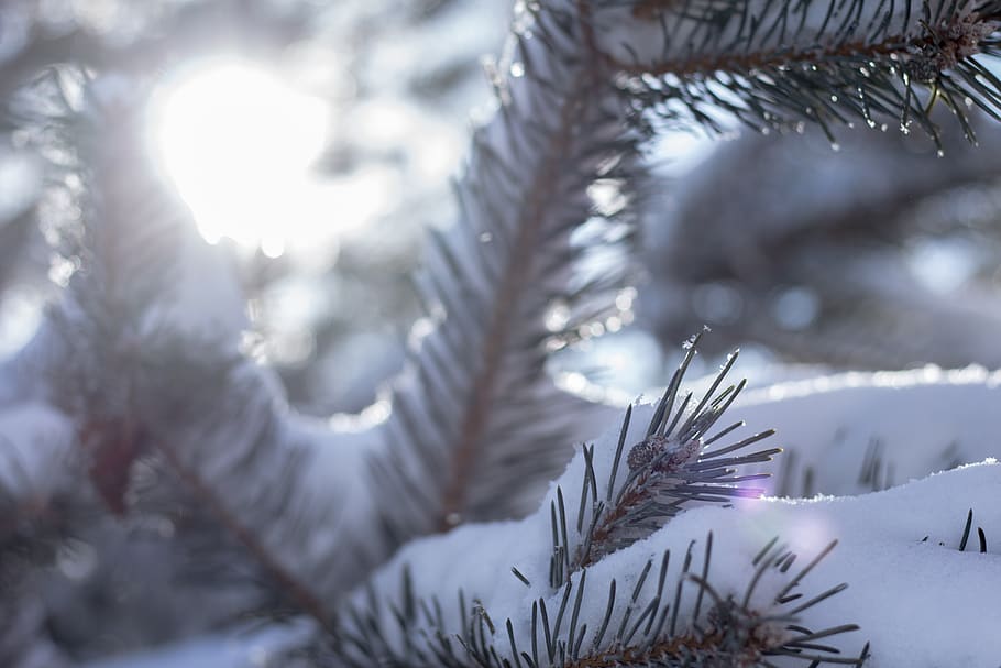 tree, snow, pine tree, winter, cold, macro, ice, dof, bokeh HD wallpaper