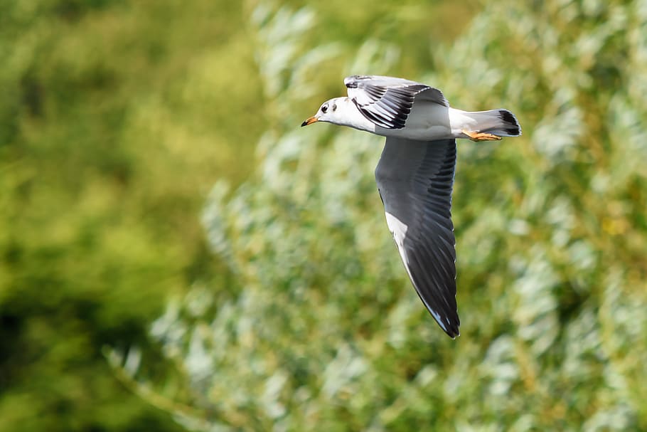 bird, flight, wings, seagull, animal wildlife, animals in the wild HD wallpaper