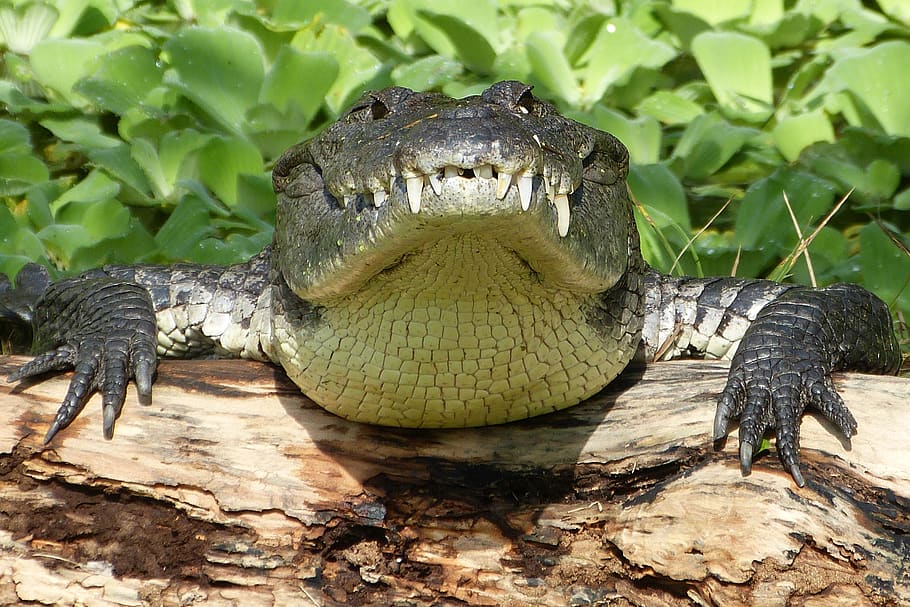 crocodile, risk, reptile, predator, tooth, teeth, tropical HD wallpaper