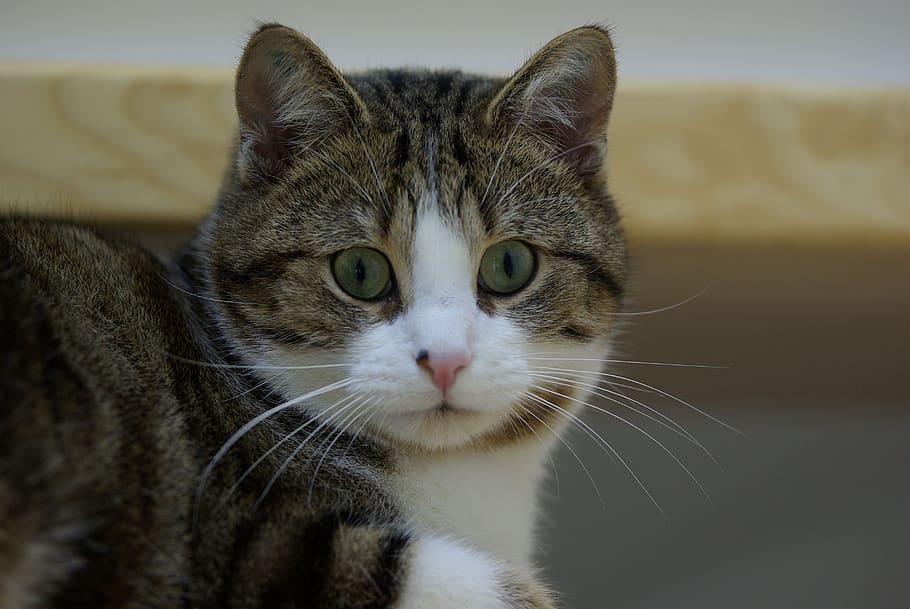 cat, cat face, mackerel, portrait, view, domestic cat, mammal, HD wallpaper