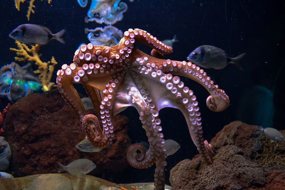 brown octopus, animal, dinosaur, reptile, fish, invertebrate HD wallpaper