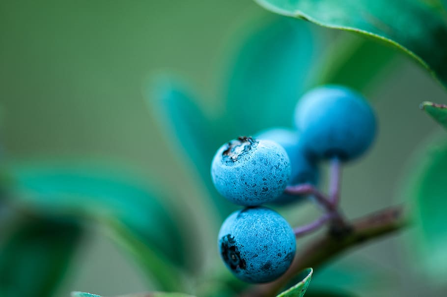 fruit, close-up, food and drink, healthy eating, blue, selective focus HD wallpaper