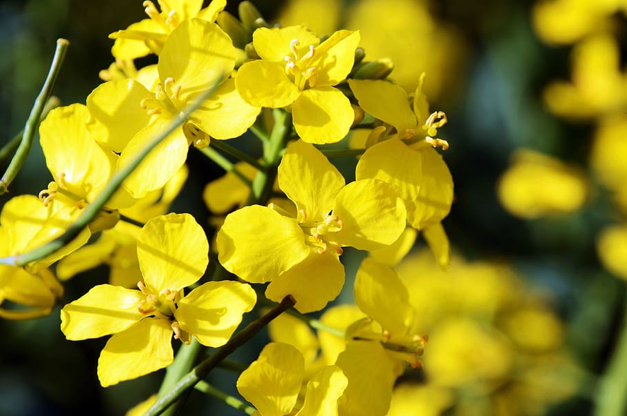 rape, yellow, spring, nature, oilseed rape, landscape, blooms at HD wallpaper