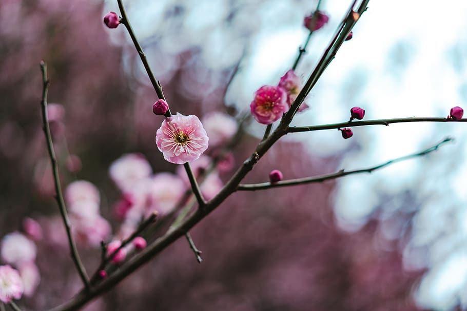 pink petaled flower, plant, blossom, cherry blossom, geranium HD wallpaper