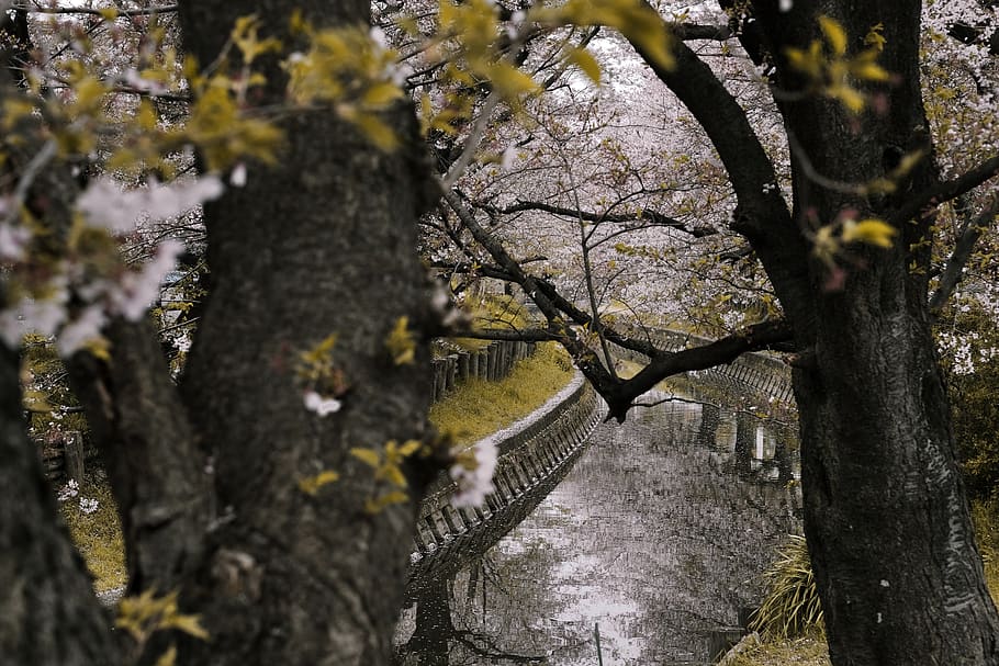 Selective Focus Photography Of Trees, branch, flora, flowers HD wallpaper