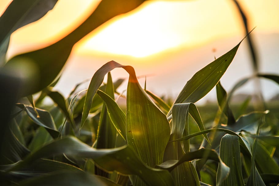 Selective Focus Photography of Corn Field, cereals, cornfield HD wallpaper