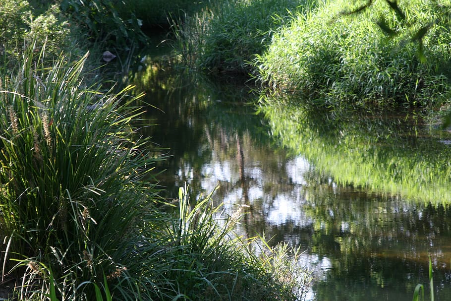 stream, meander, australia, reflection, water, creek, lomandra, HD wallpaper
