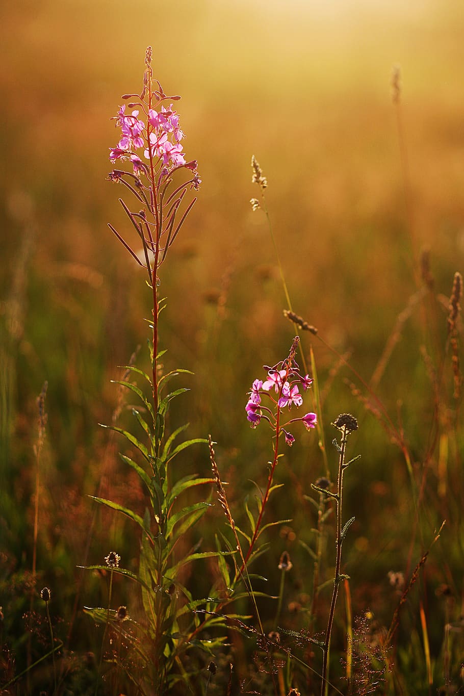 field, summer, meadow, grass, plants, petals, green, sunset HD wallpaper