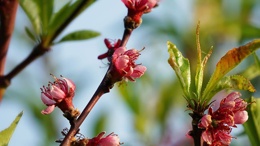 blossom, bloom, pink, tree, nature, spring, bud, garden, plant HD wallpaper