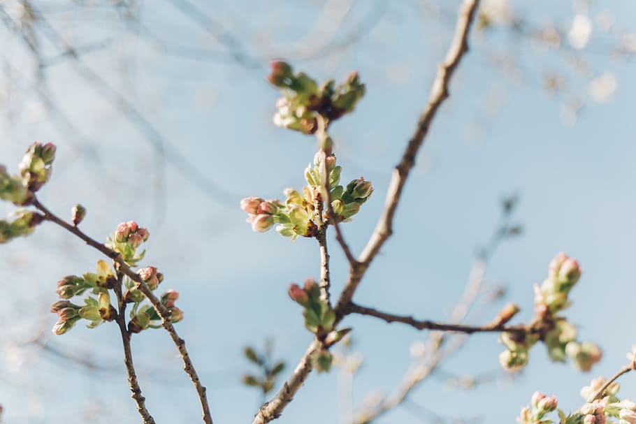 spring, springtime, flowers, flower tree, cherry blossom, cherry blossom tree HD wallpaper