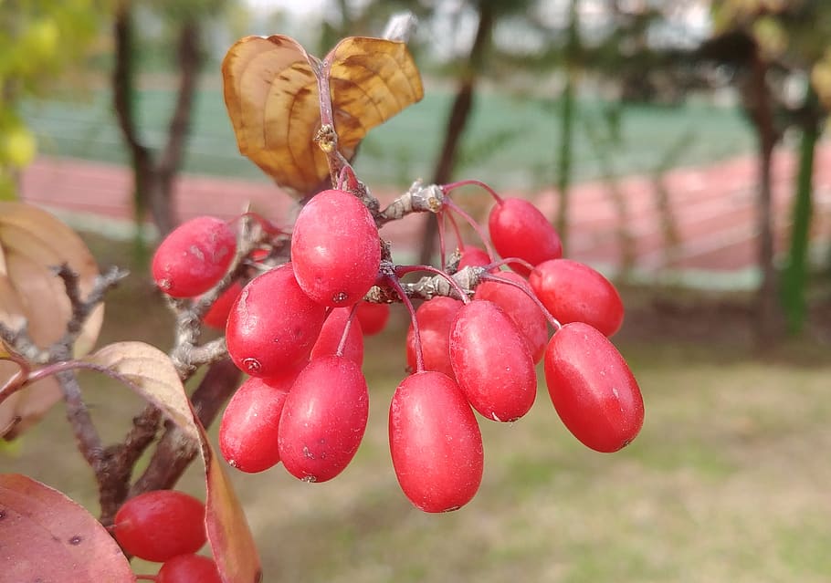 cornus, schisandra, red, red berries, sejong city, fruit, food and drink HD wallpaper