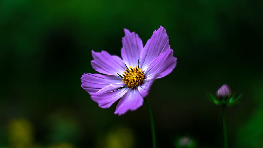 purple petaledflower, plant, pollen, daisy, blossom, daisies HD wallpaper