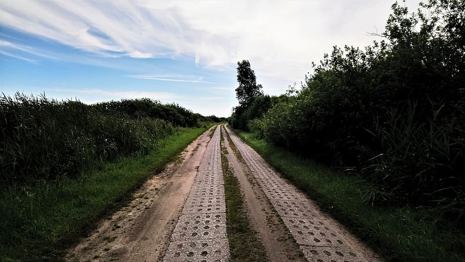 view, sealandscape, road, way, field, tree, plant, green, trees HD wallpaper