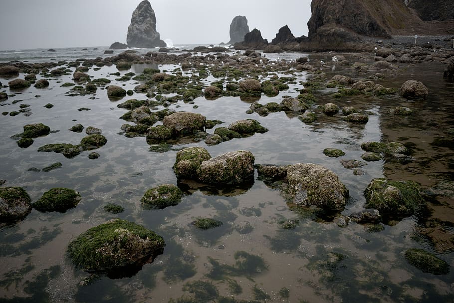 mossy, rocks, tide pool, oregon coast, rock - object, solid HD wallpaper