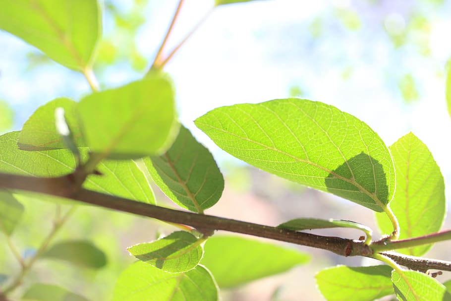nature, earth, leaf, atmosphere, environment, planet, plant HD wallpaper